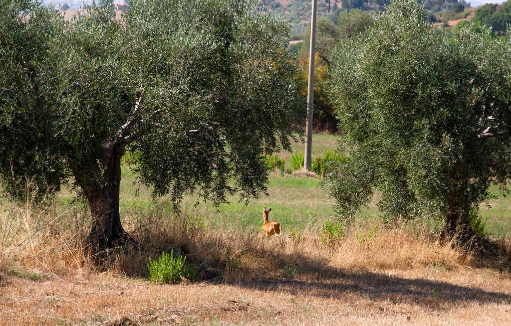 Agriturismo Prati Degli Orti Villa Montiano  Exterior foto